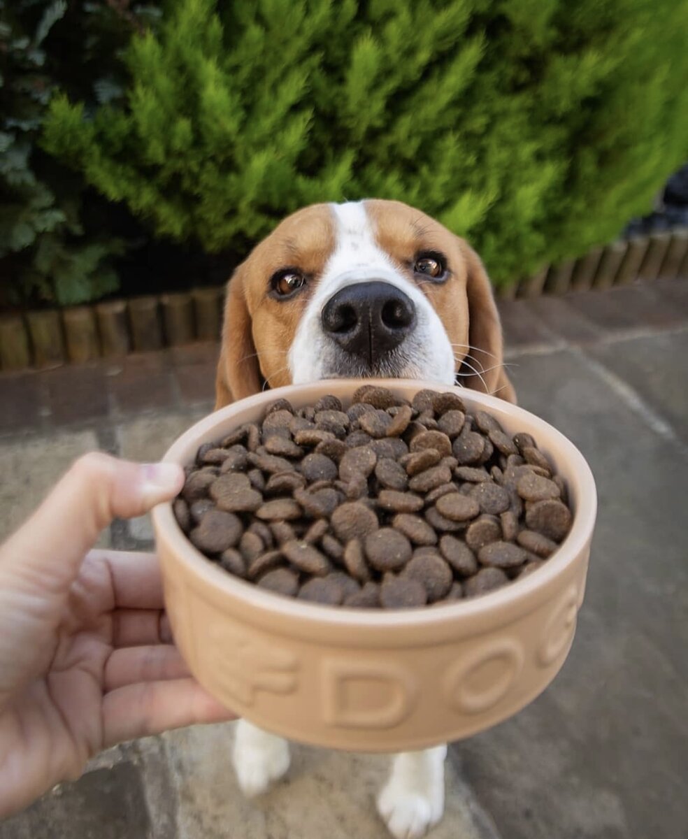 Миска для собак Артикул: 2030.305