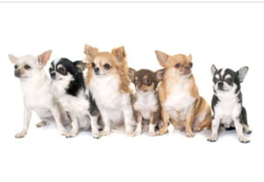 Разнообразие породы чихуахуа