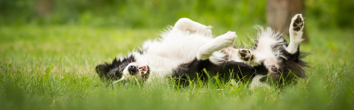 Собака лежит на траве