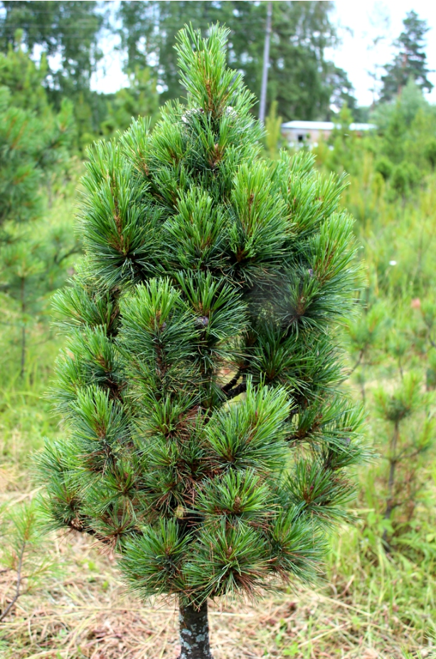 Pinus sibirica. Кедр Сибирский Pinus sibirica. Сосна Кедровая Pinus sibirica. Pinus sibirica 'Ermak'. Pinus sibirica President.