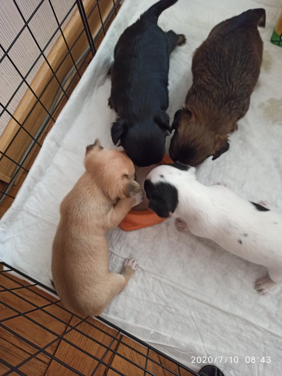 Щенки чихуахуа