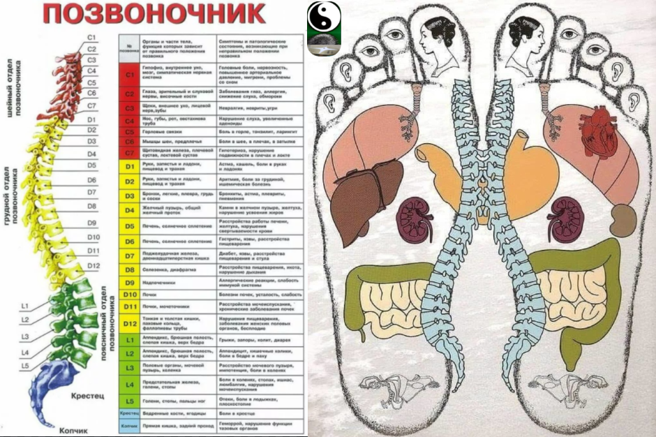 Стопы, позвоночник, внутренние органы в наших руках. Подпишитесь