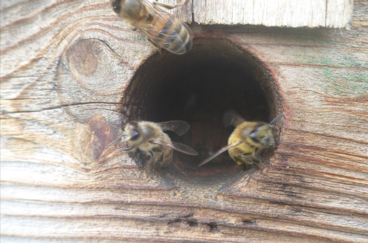 Пчелы у Летка. Самые вороватые пчелы. Холодными ночами пчёлы закрывают Нижний леток.