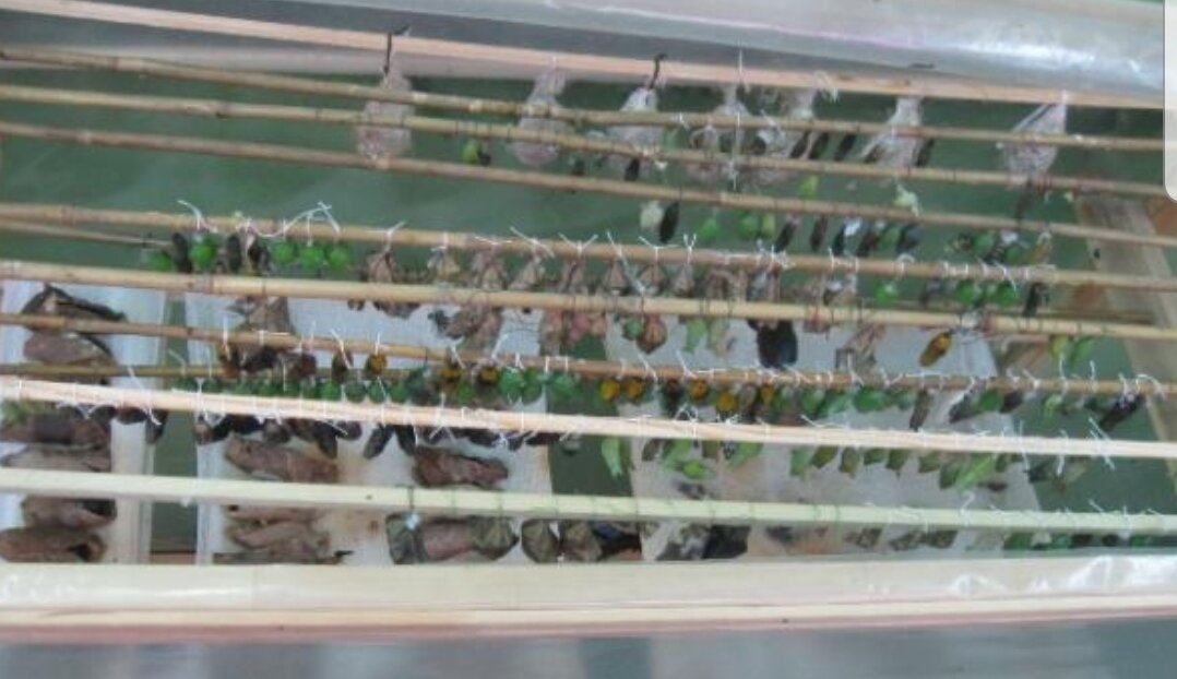 Так выращивают бабочек. Фото автора