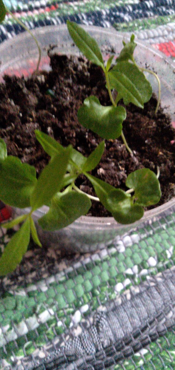 Молодая поросль гранатов. 