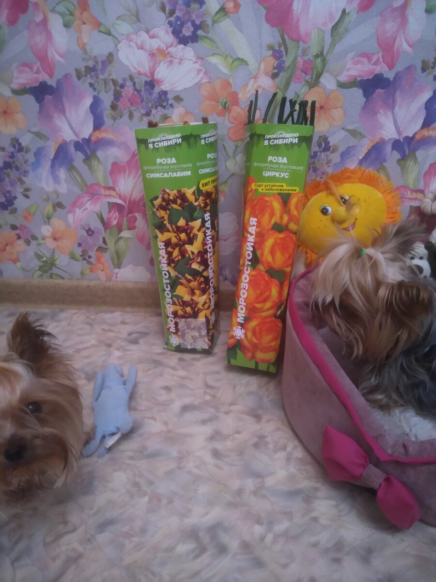 Новые саженцы роз. Фото автора канала "Дачный рай"