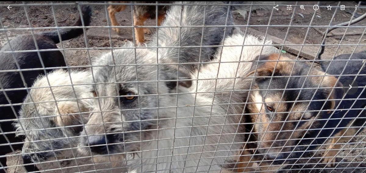 Мои подопечные в загородке. Сейчас их здесь восемь