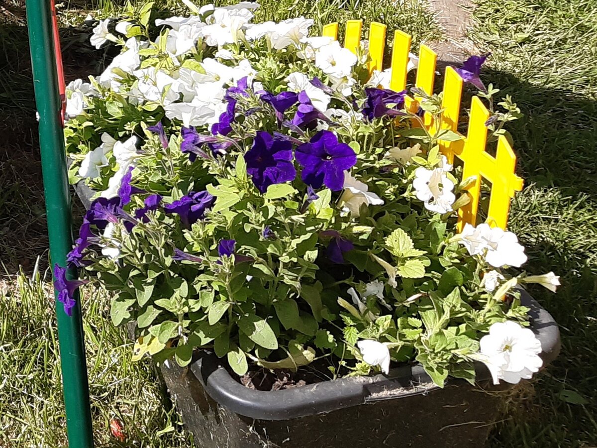 Петунья прошлого года. С неё собирала семена.