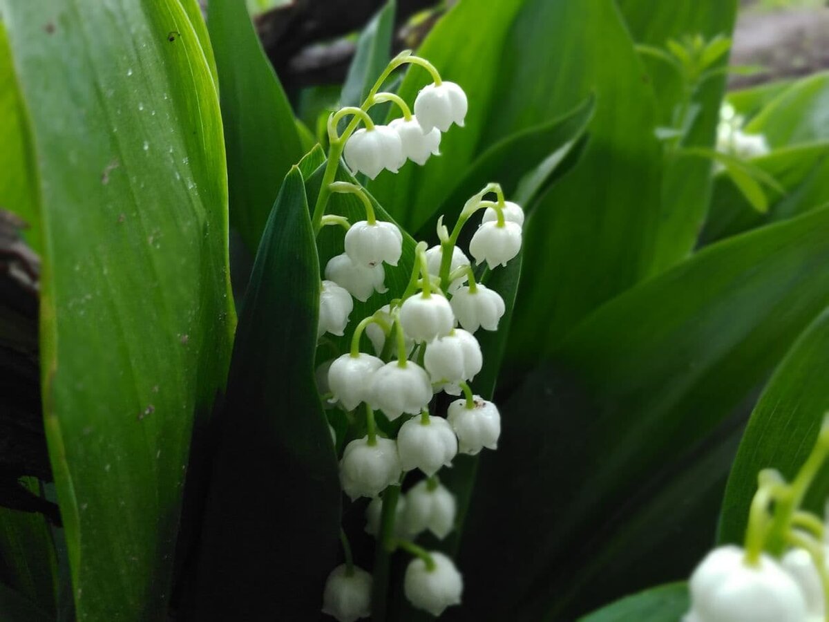 Ландыши у моего крыльца. 