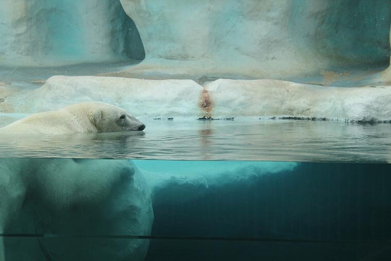 В ледяной воде белые медведи действительно никогда не мёрзнут