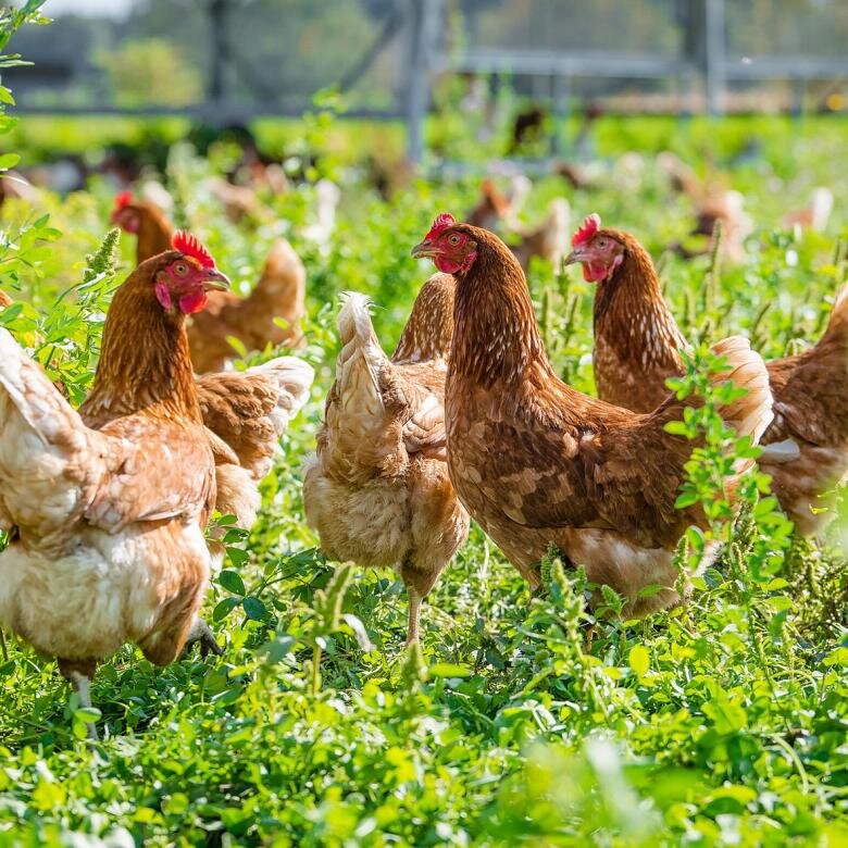 все о курах несушках. куры и яйца. несушки ломан браун. куры на жердочке. куры ломан браун.