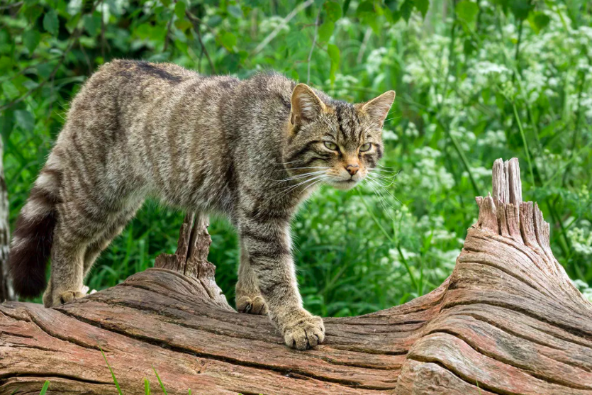 Амурская лесная кошка фото