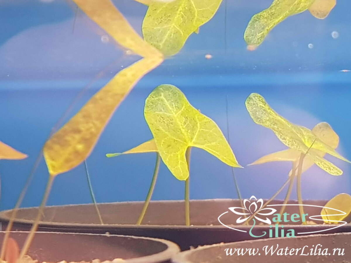 проращиваем семена нимфей