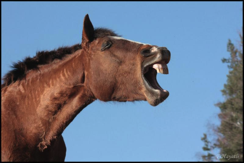 Включилась коня. Лошадь ржет. Конь смеется. Лошадь смеется. Ржание лошади.