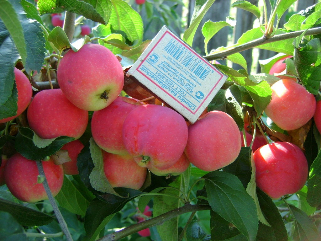 Особенности выращивания яблони в Сибири. Лучшие сорта, достоинства и недостатки