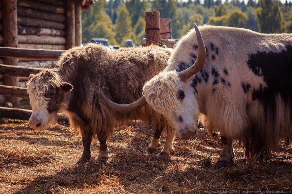 Монгольские яки