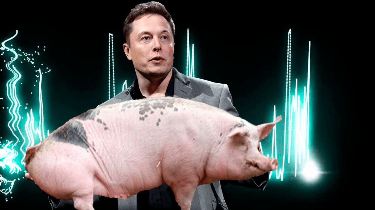 Фотошоп. Илон Маск и чипированная свинья.  
