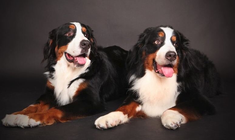 Клонирование. Хорошо или плохо?