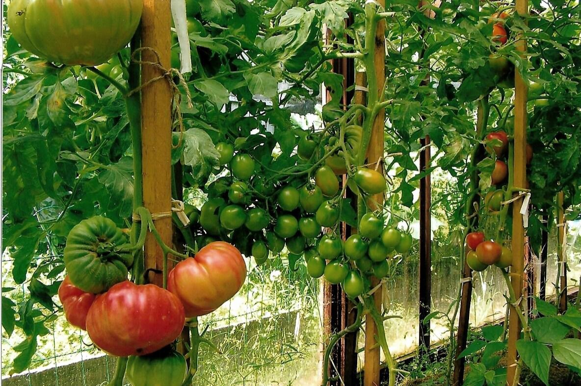 "Бабушкино лукошко". Фото автора. 