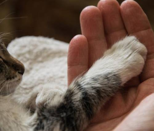 терри мой лапки. как подстричь когти котенку в домашних условиях. мягкие лапки кмв. час пса. мягкие лапки клин.