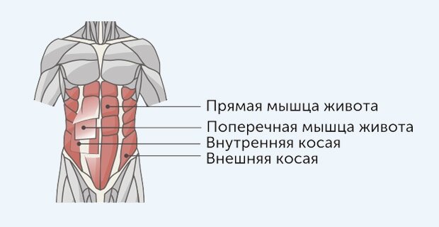 Анатомия мышц кора