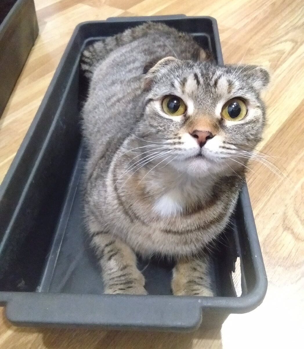 наша Джесика)