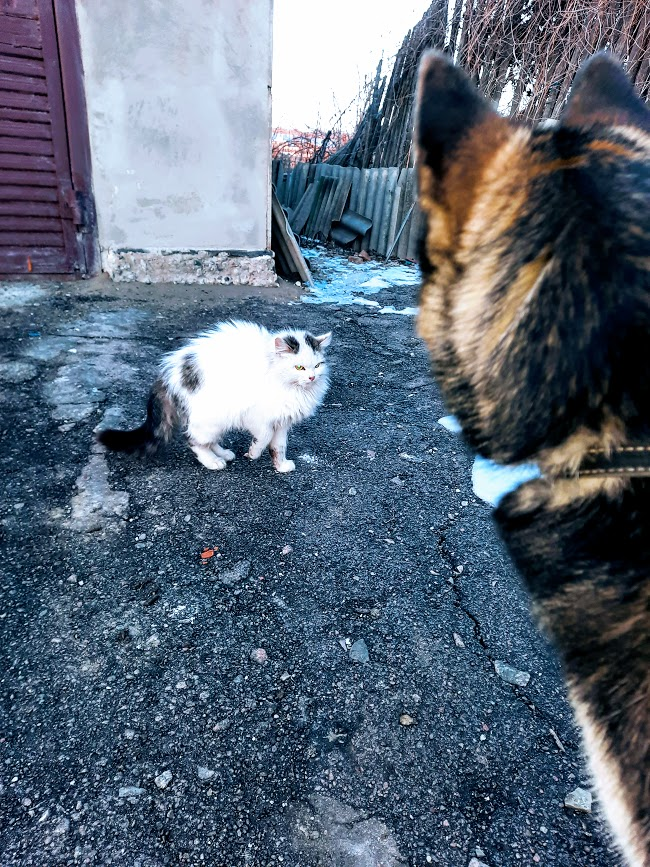 Леда и Читос. Вообще Читос очень наглый товарищ, я вчера думала, что Леда его загрызёт, ибо страха у мальца мало и он вздумал лезть к собаке, когда та ела, в её миску нос сунуть вознамерился. Леда границы отстаивает жёстко, я даже испугалась. И самое то, что блин, она такая злая в моменте была, что даже на защиту этому мелкому не полезешь.