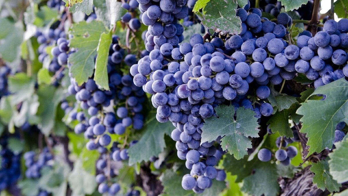 Типичные ошибки при выращивании винограда