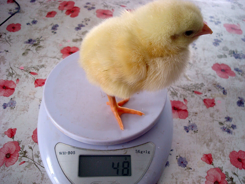 Фото 12 марта. Вес 48 грамм