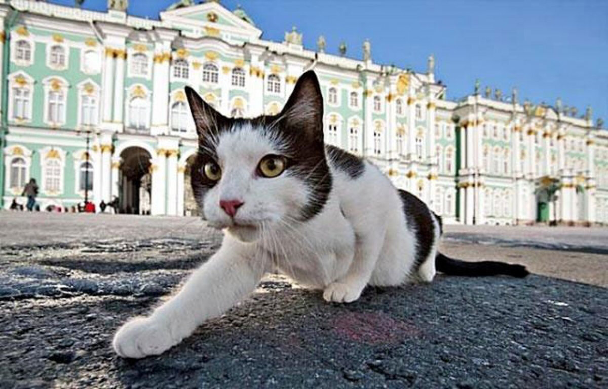 Кот Эрмитажа (фото с сайта ria56.ru)