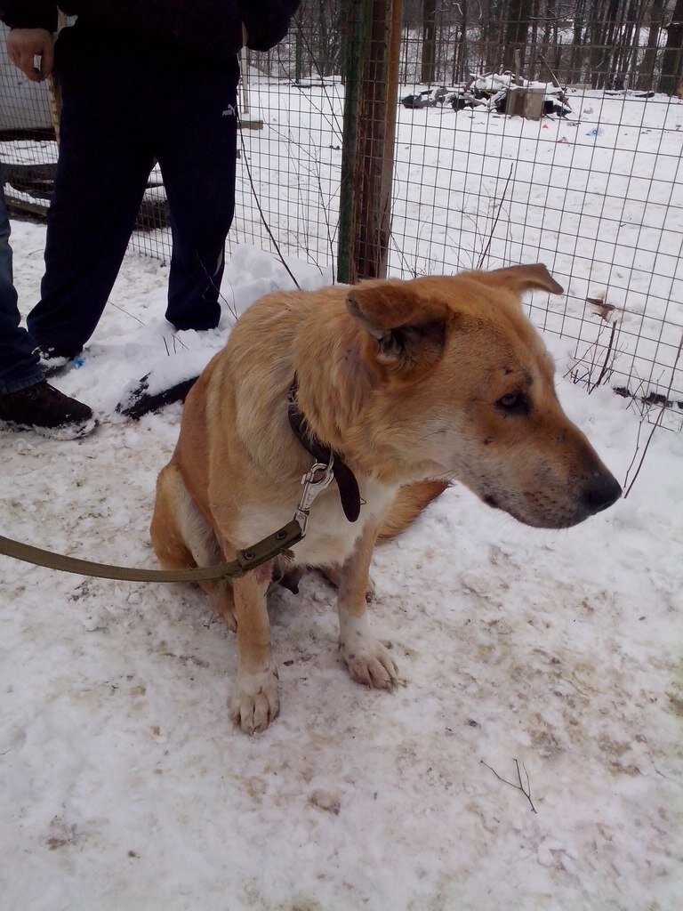 Когда Боня попала в приют в первый раз, она была таком состоянии, что ее пришлось лечить несколько недель.