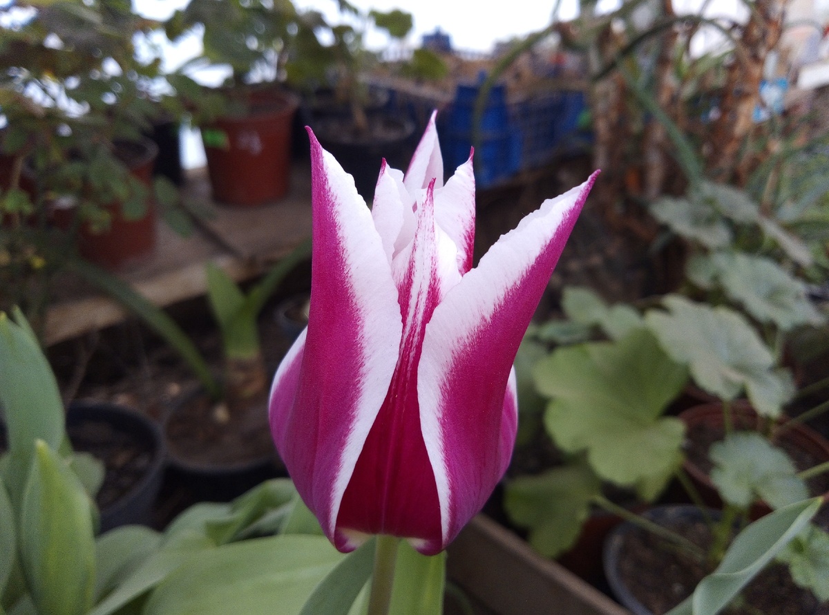 Очень красивый сортик, названия не знаю