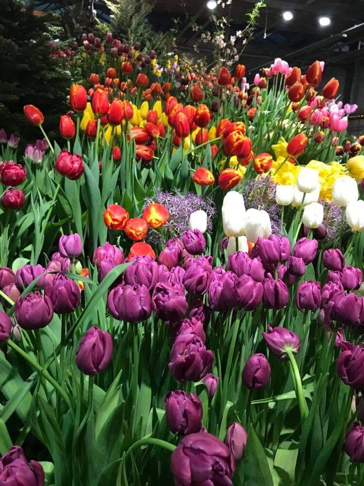 Царство тюльпанов