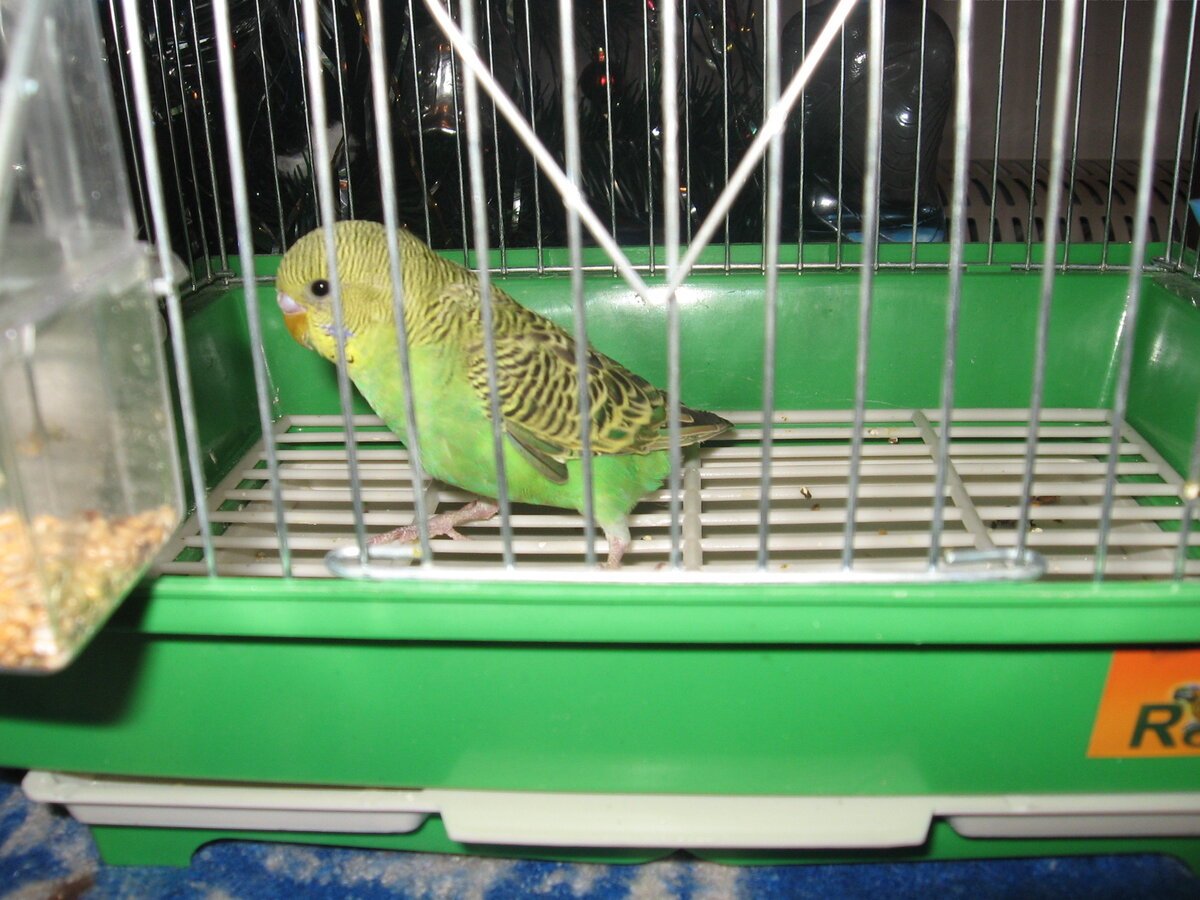 А вот и он во всей красе