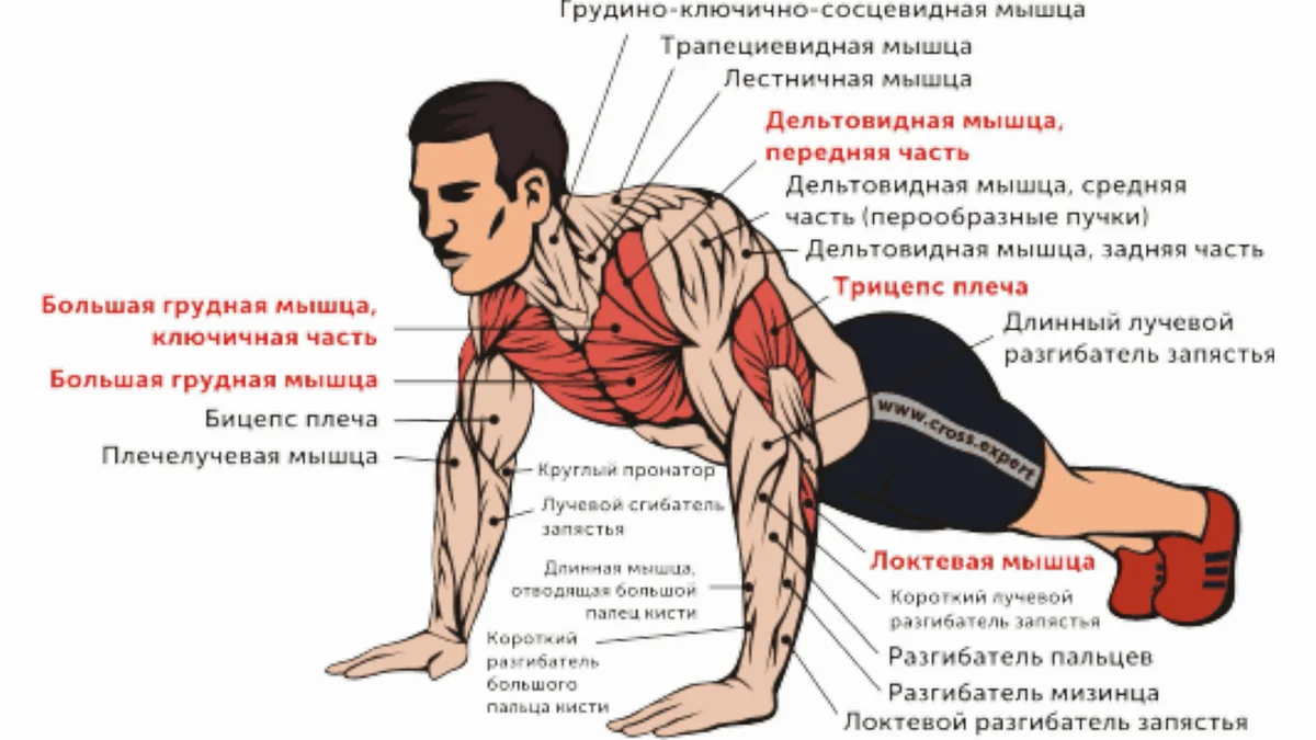 Основные отжимания. Мышцы задействованные при отжимании. Мышцы задействованные при отжимании от пола. Отжимания какие мышцы. Отжимания какие мышцы работают.