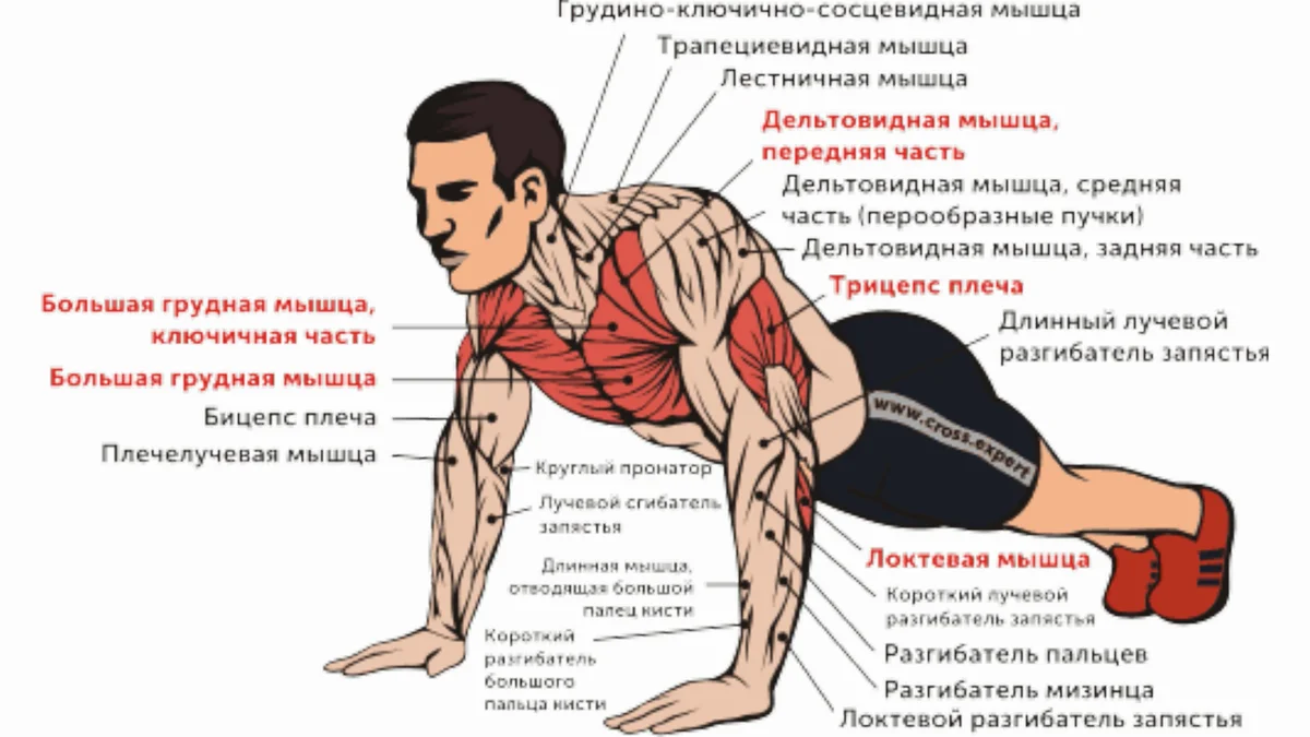 Как называется отжимание. Мышцы задействованные при отжимании. Отжимания группы мышц. Группы мышц при отжимании от пола. Отжимания какие мышцы.