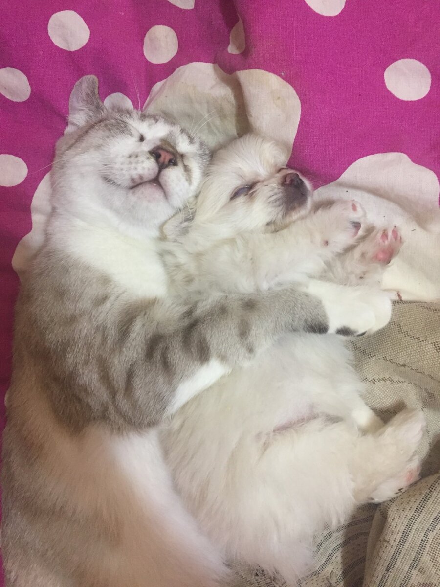 Барс и  еще крохотная Мишутка