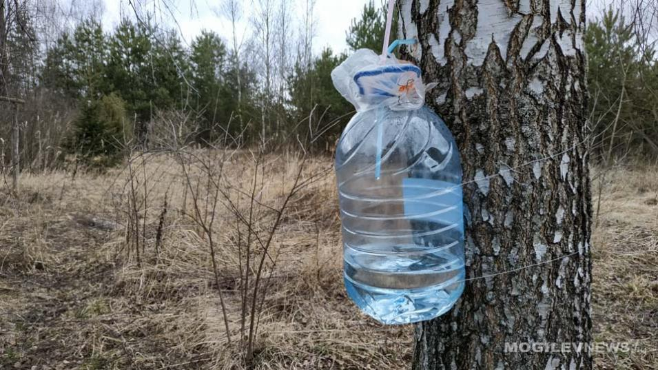 Берёзовый сок. Сбор березового сока. Приспособление для сбора березового сока. Березовый сок Живая вода. Купить березовый сок в минске 2024 год