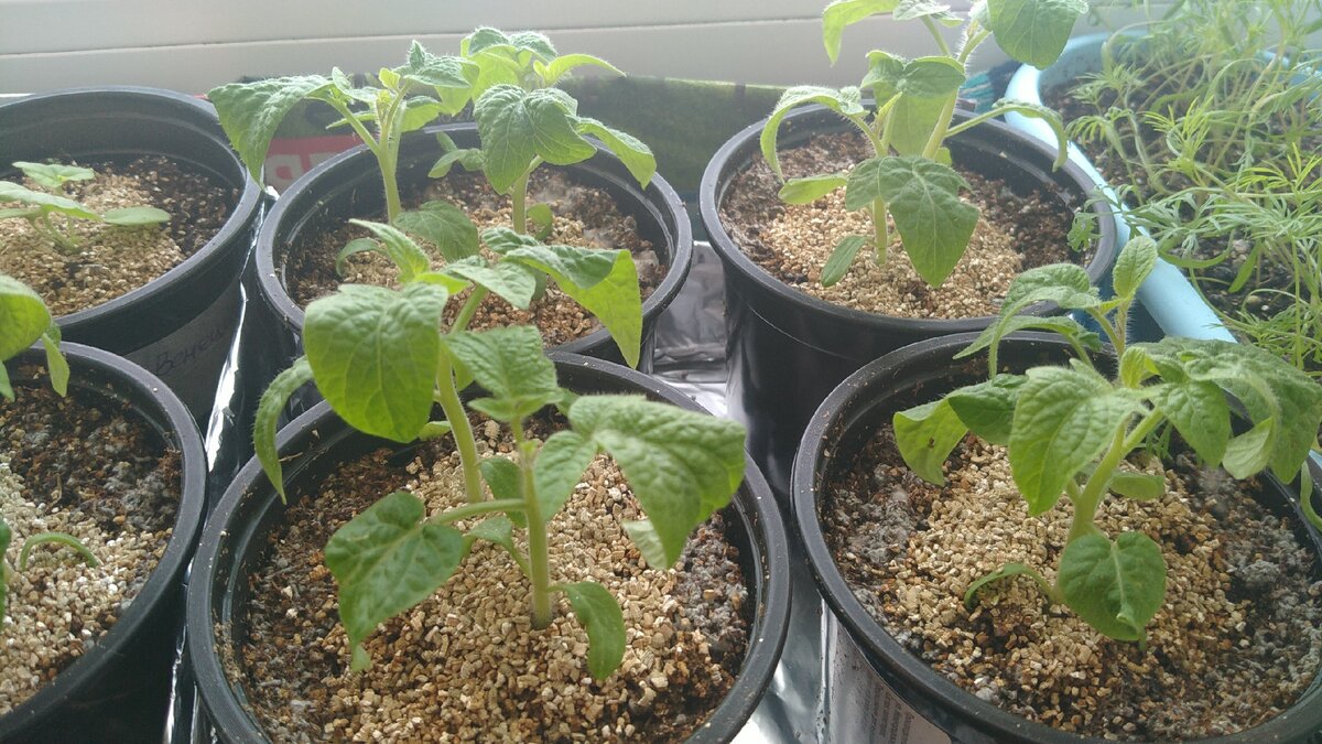 Теперь у нас всюду какие-то емкости с зеленым... 