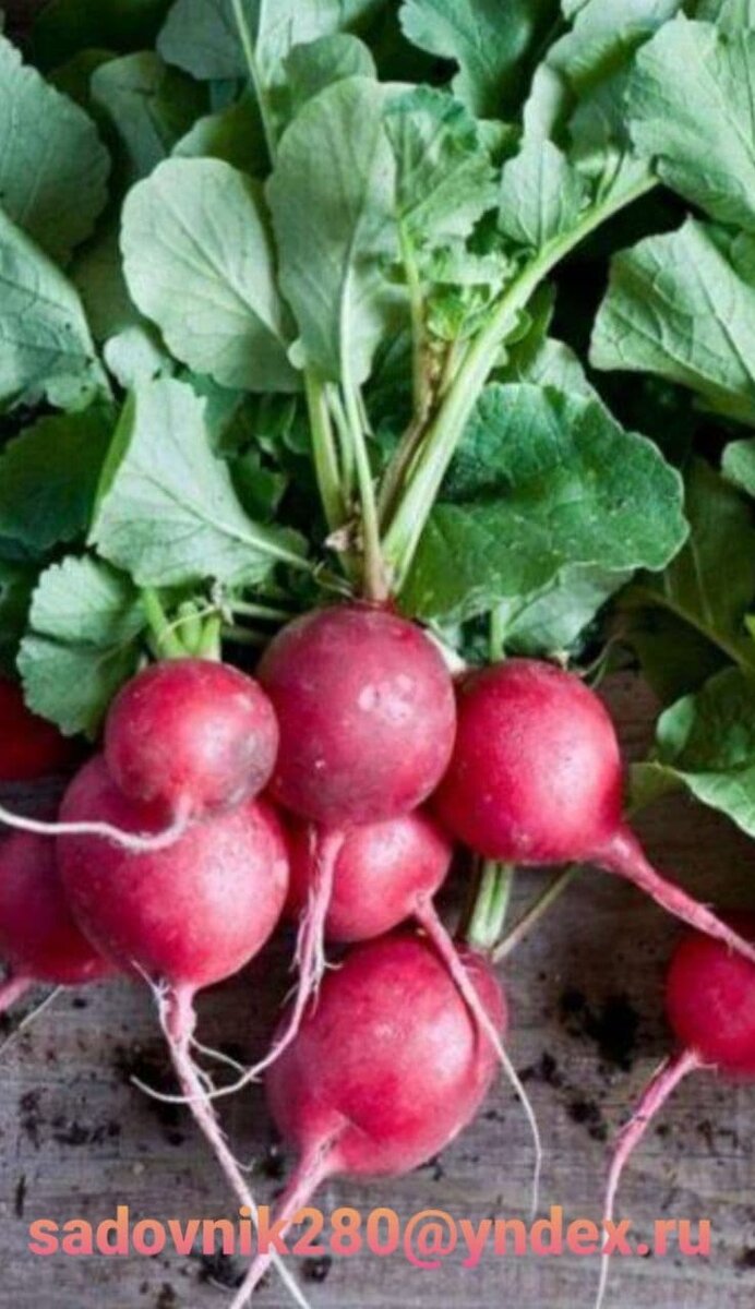 фото автора Алесад