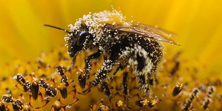 Фото с сайта subscribe.ru. Ссылка на фото: https://clck.ru/TweAr