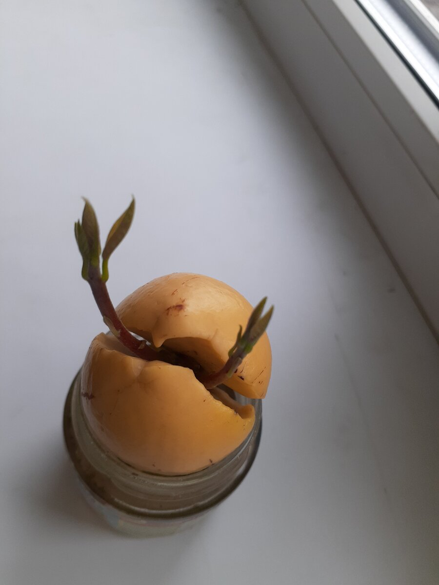 Вот такой крабик 