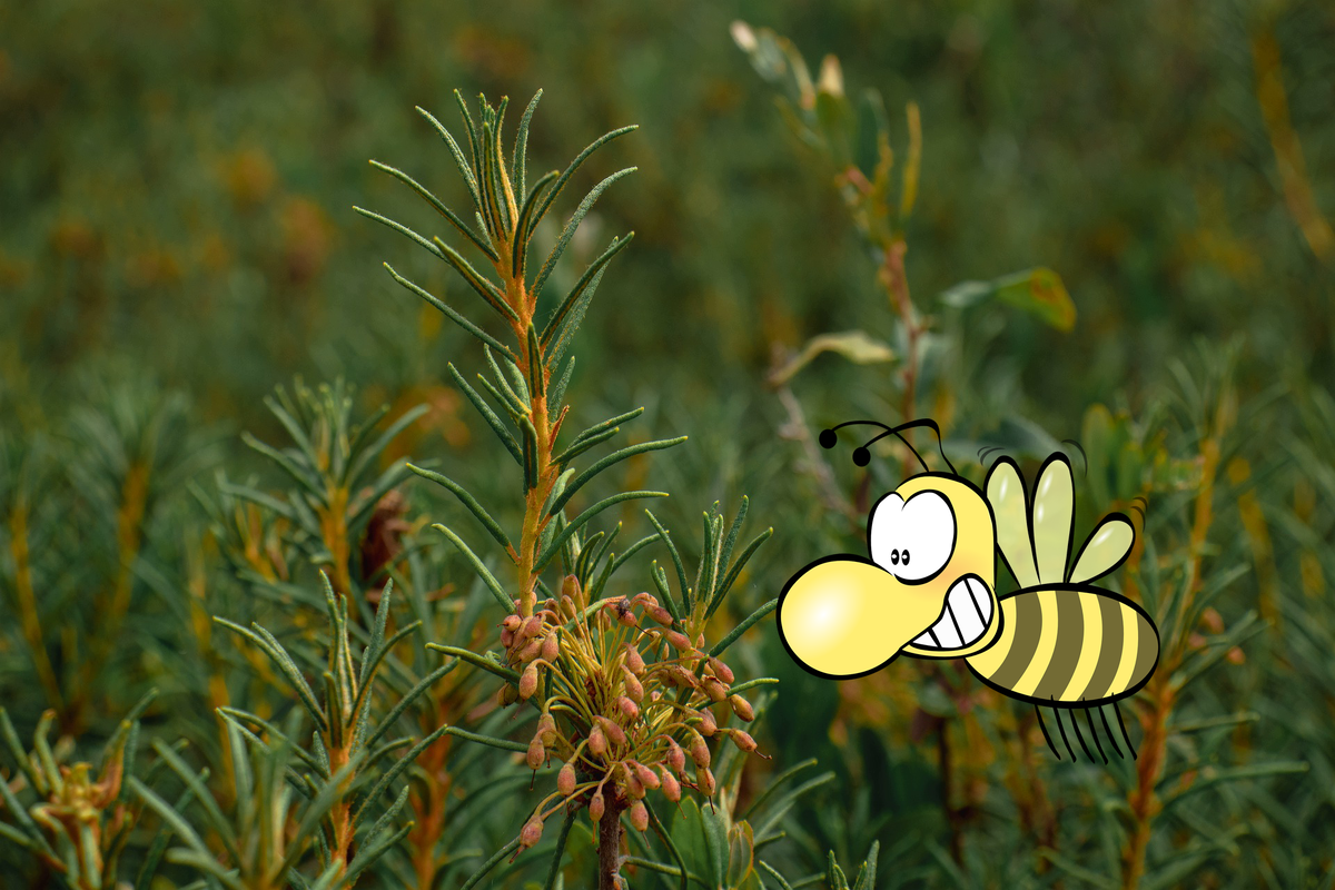 Багульник болотный