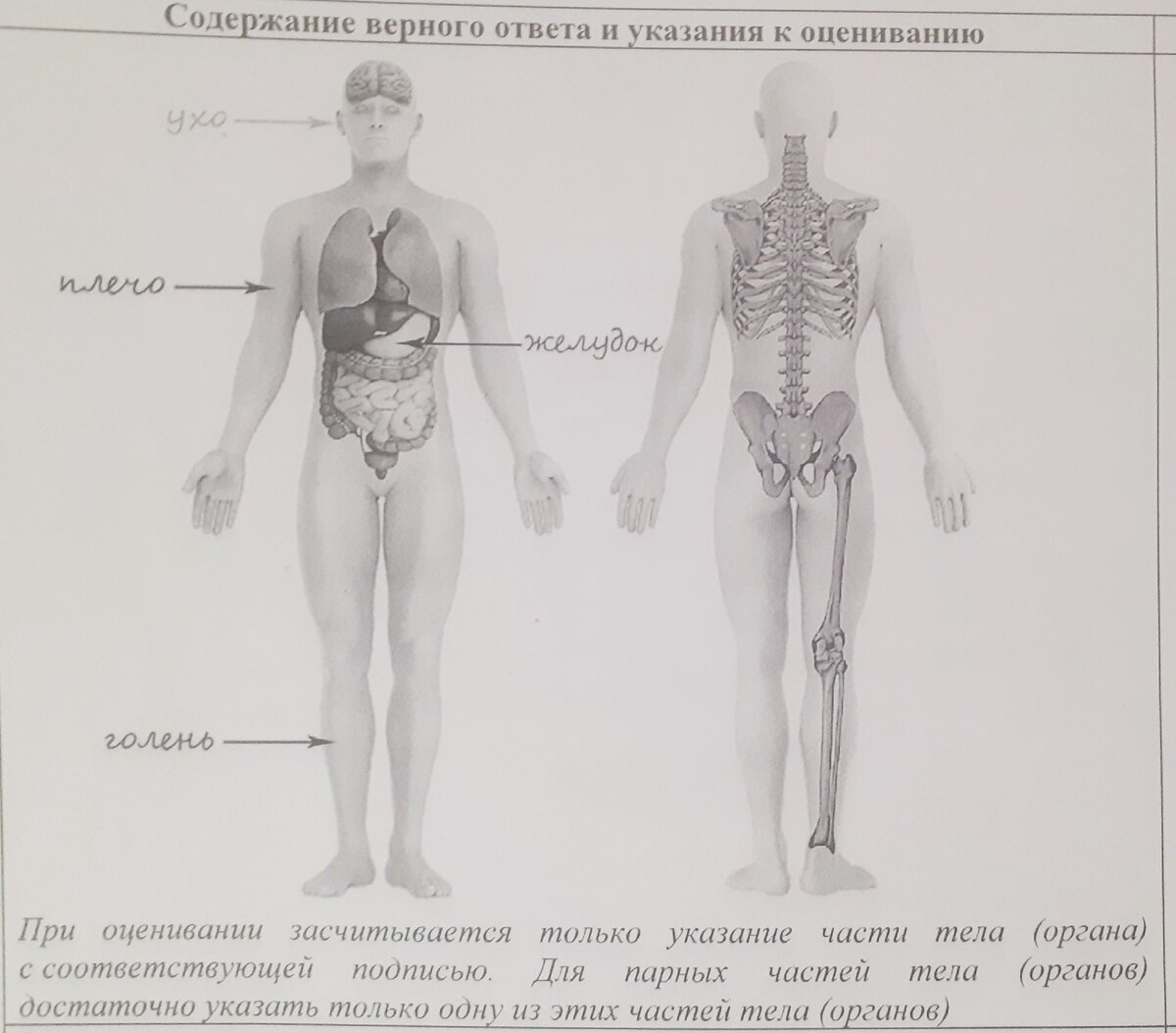 ВПР по окружающему миру: сложности и подводные камни | Отношения в жизни |  Дзен