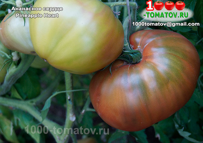 Томат Ананасное сердце  Pineapple   Hear фото 2