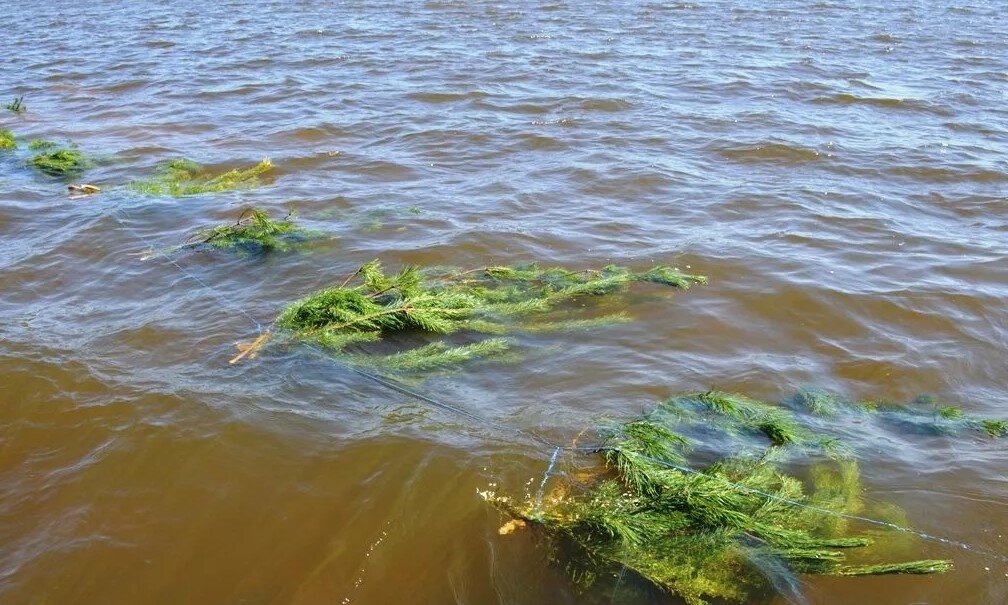 Вот так они выглядят в воде