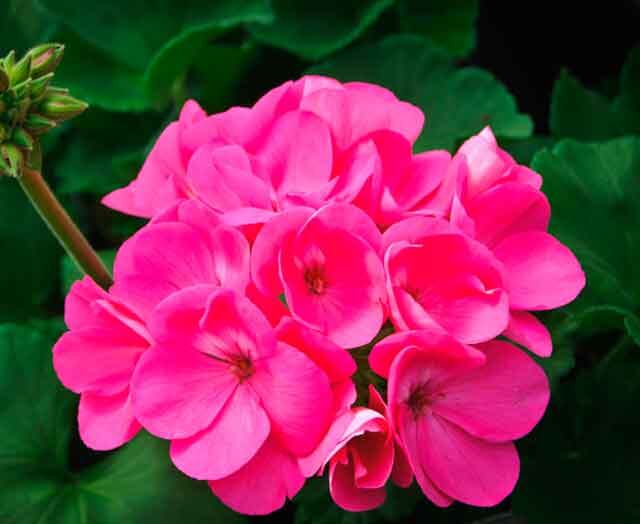 Розовая красавица