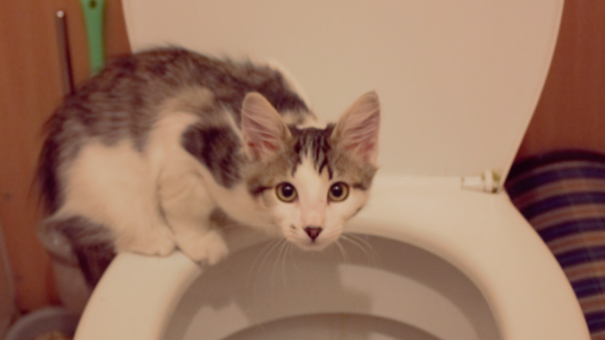 Я также недоумеваю, как и котенок по имени Муха. Фото афффтара.