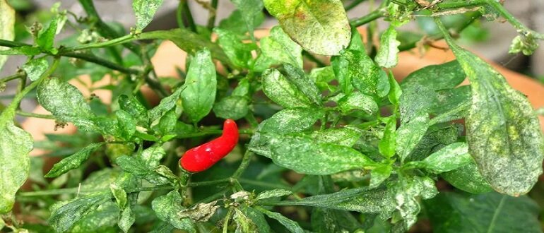 болезни перцев