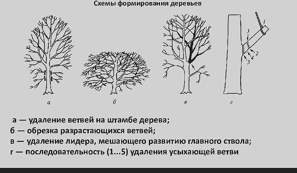 Схемы формирования дерева 